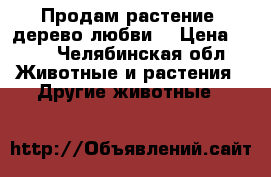 Продам растение “дерево любви“ › Цена ­ 50 - Челябинская обл. Животные и растения » Другие животные   